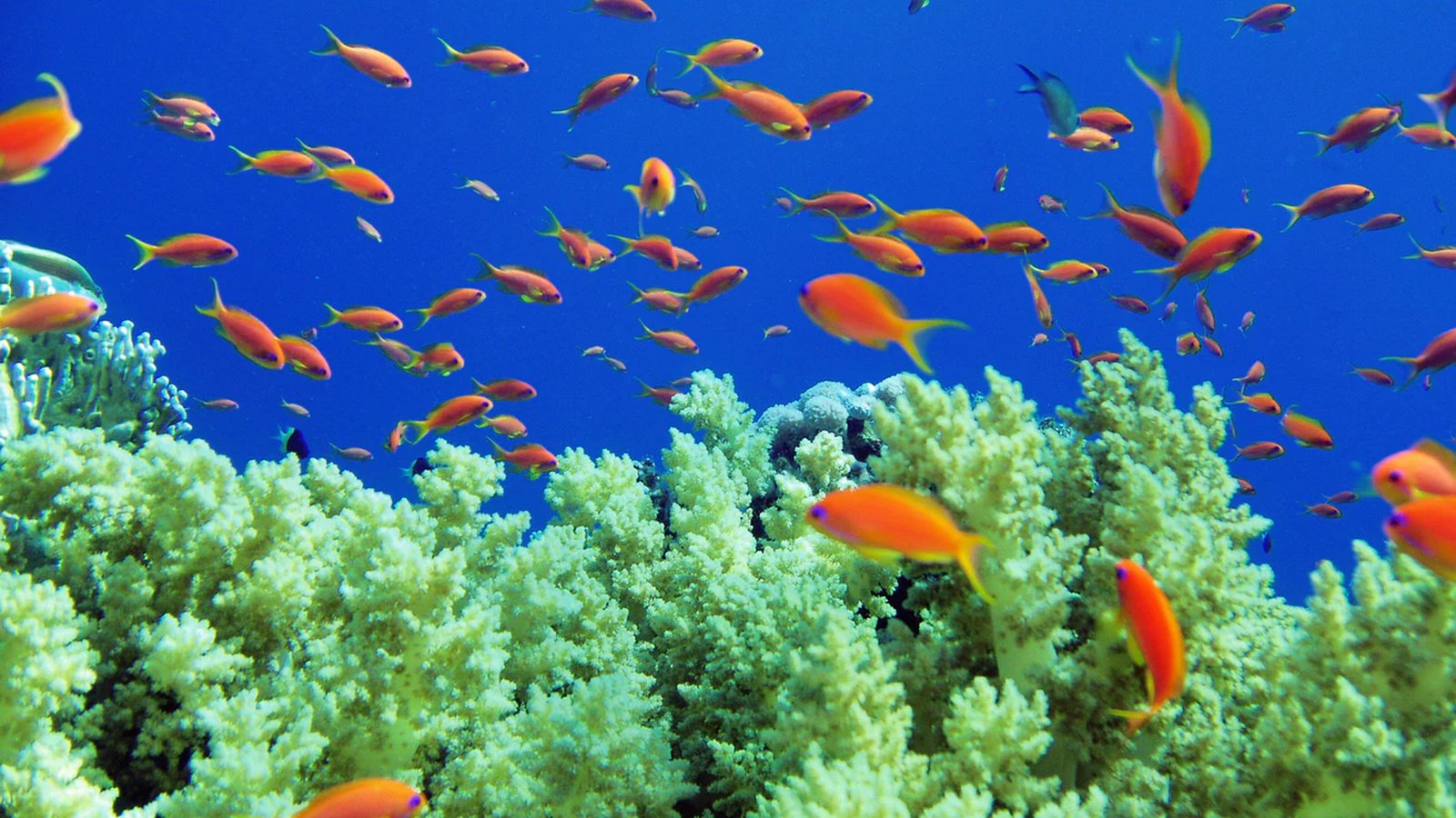 Renaissance Sharm El Sheikh Golden View Beach Reso